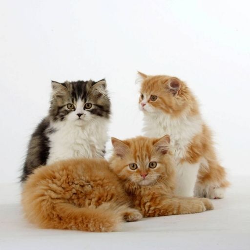 Cats and Kittens